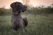 German Shorthaired Pointer at sunset