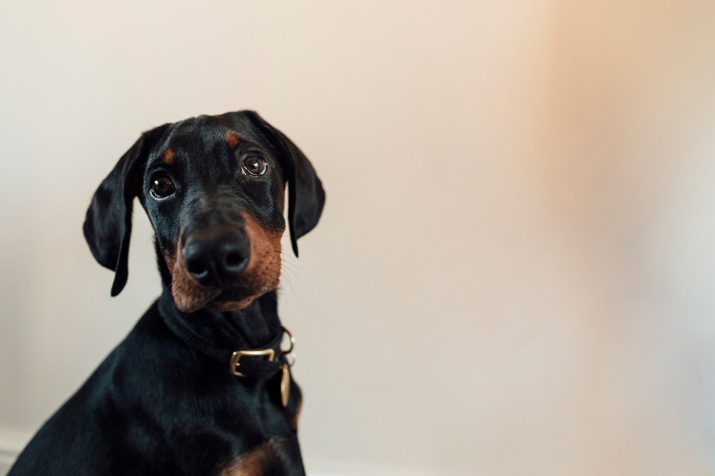 Doberman Pinscher puppy