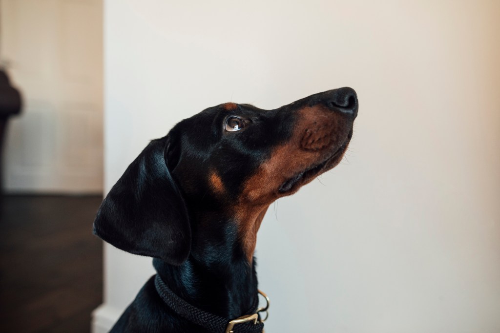 Doberman Pinscher puppy