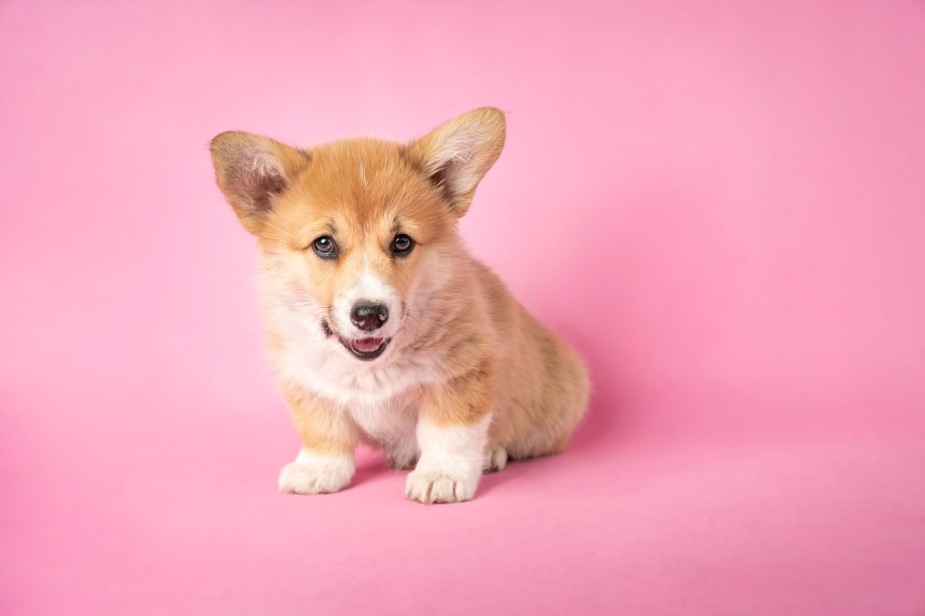 Corgi puppy in front of pink background.