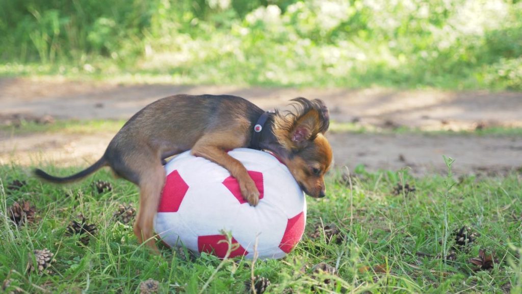 chihuahua dog humping soccer ball