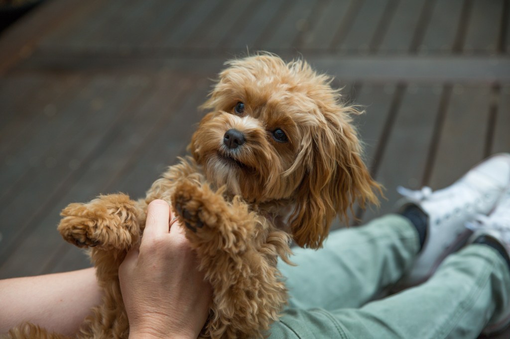 Cavapoo puppy playing with person