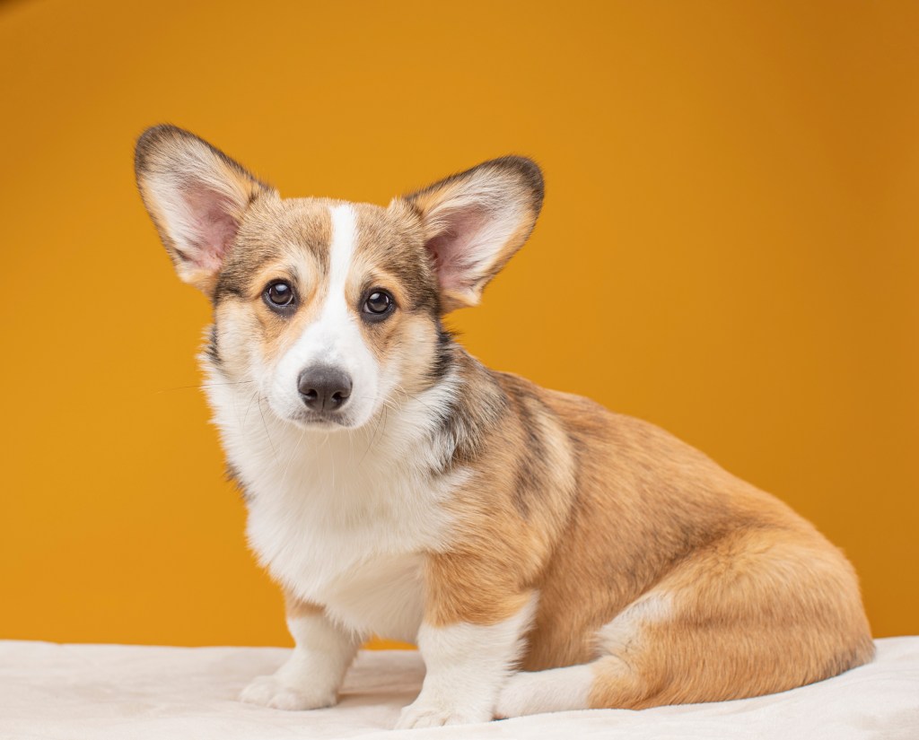 portrait of Corgi puppy