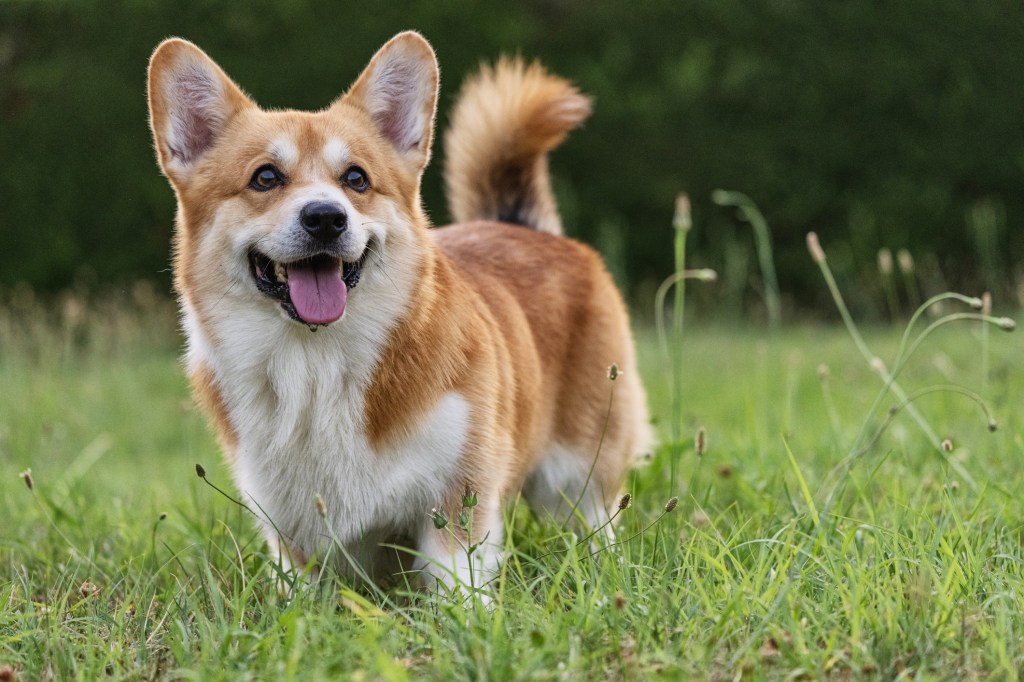 smiling Welsh Corgi in grass