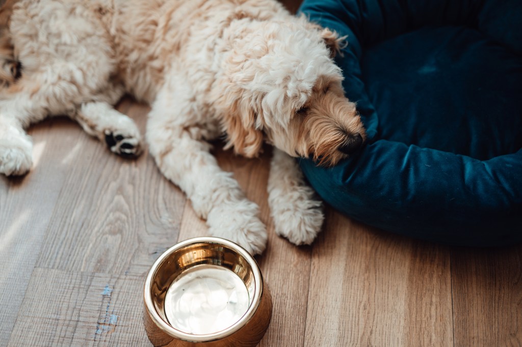 Goldendoodle dog acting lethargic, lying on wood floor, sad, depressed, and with an empty water bowl from extreme thirst.