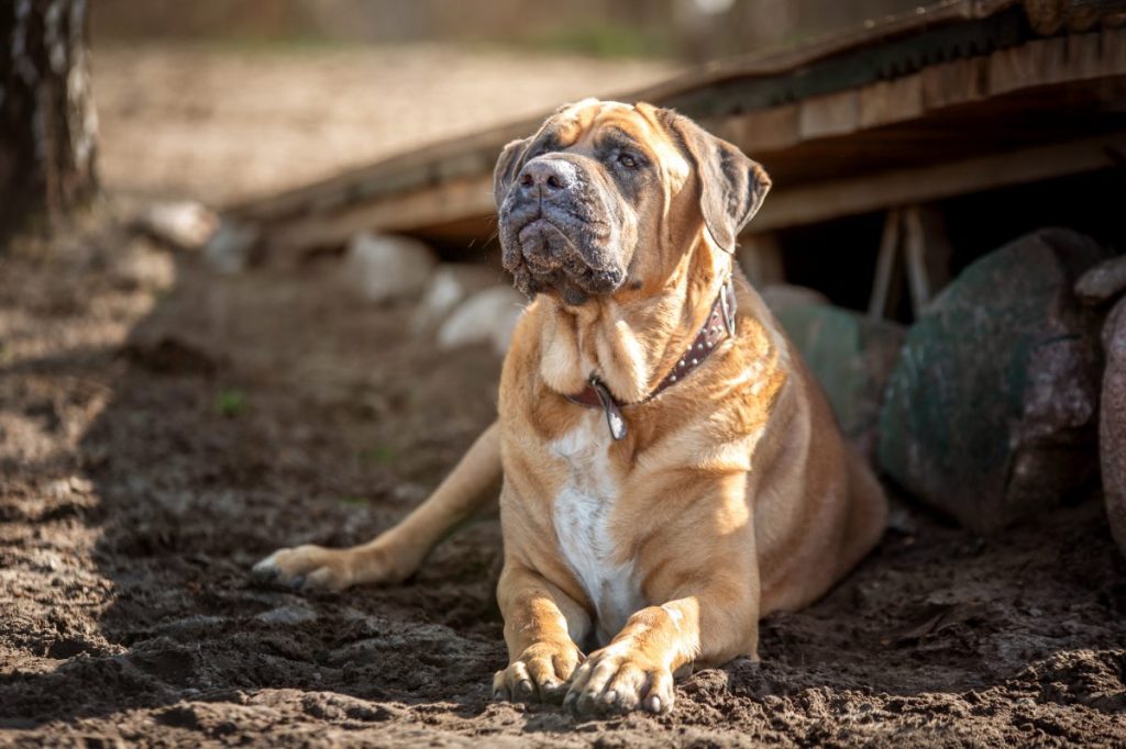 Portrait of a Japanese Mastiff sitting on a sunny day.