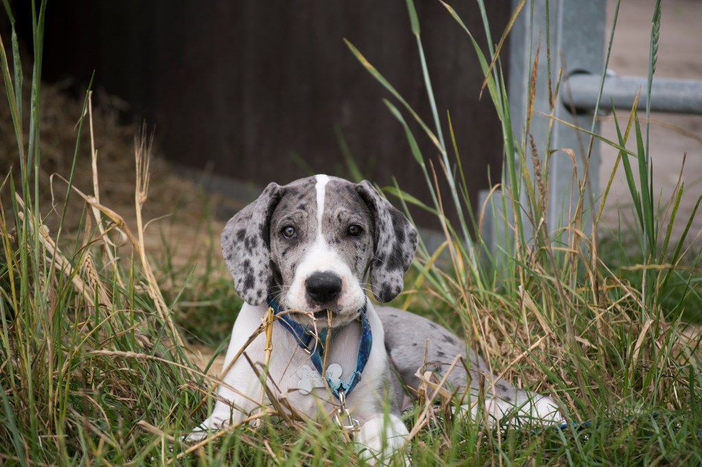 Great Dane lying in grass