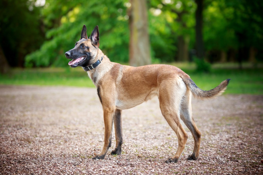 Belgian Malinois standing on sidewalk