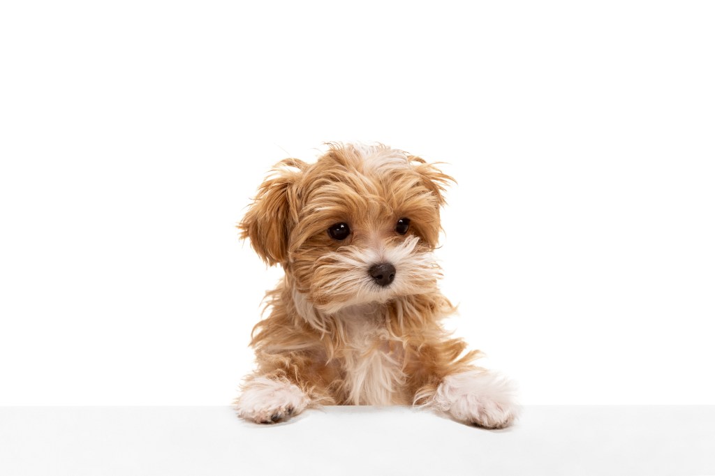 Maltipoo, a Maltese Poodle mix, puppy lying down