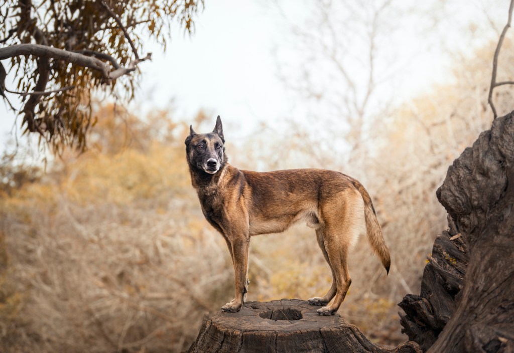 Belgian Malinois standing on tree trunk