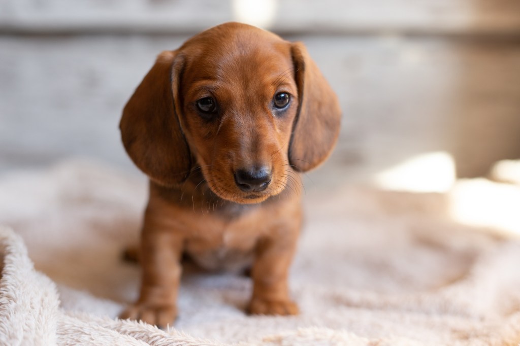 Dachshund puppy sitting on blanket