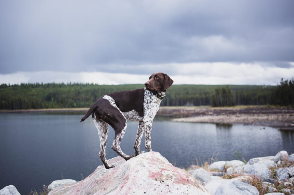 GSP dog standing