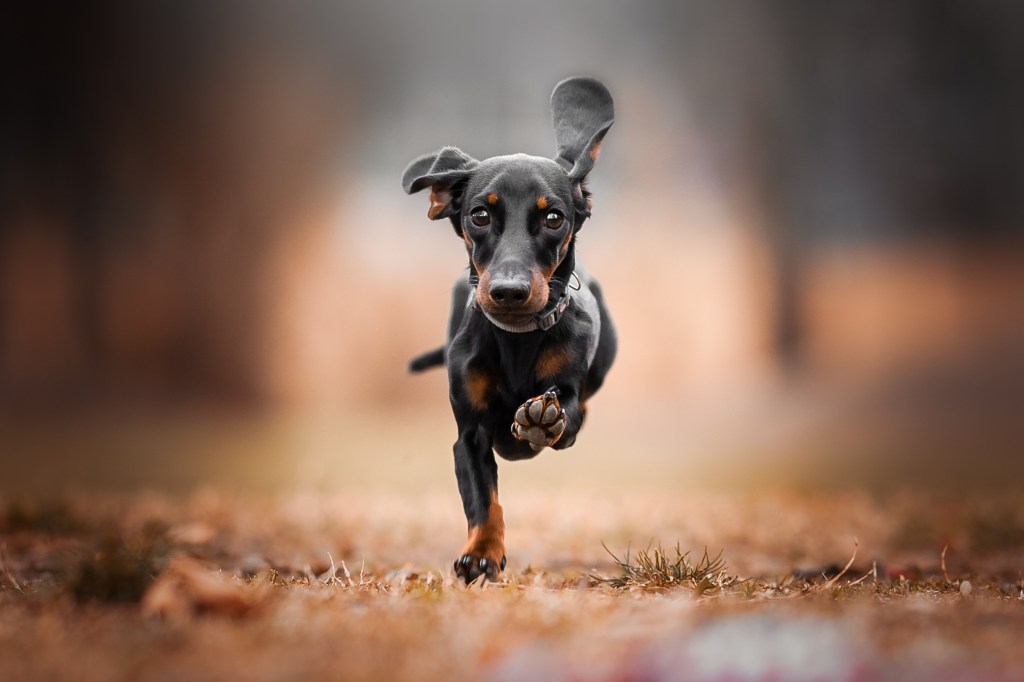 Active Dushshund puppy play on the the backyard