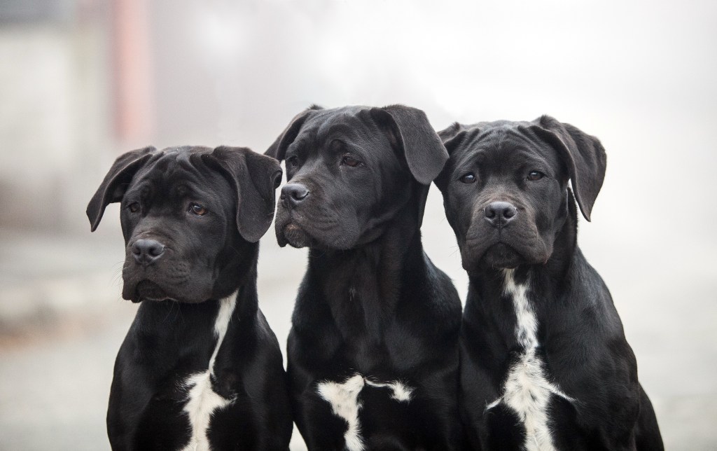 Cane corso puppies