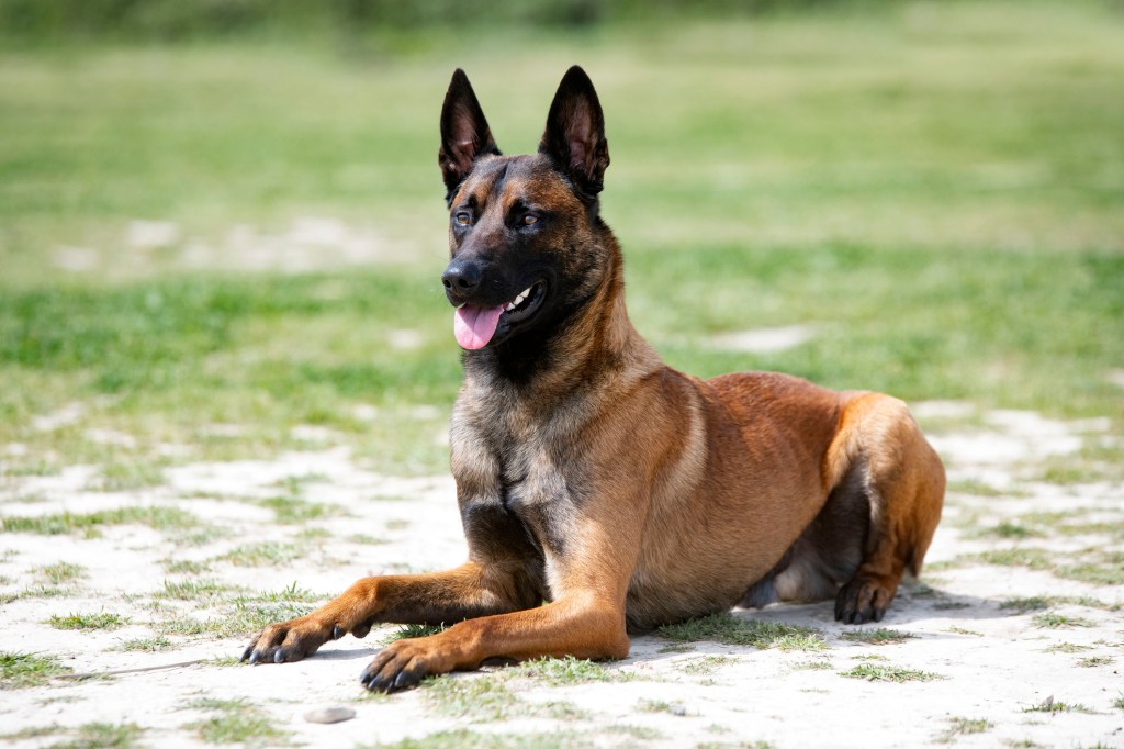 Belgian Malinois lying down on ground