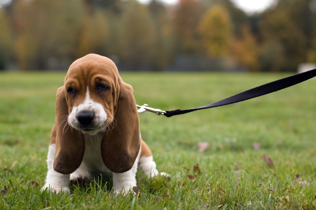 Basset Hound on leash