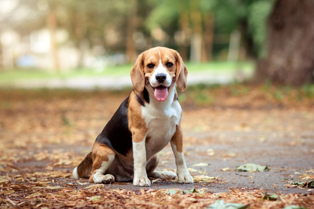 Beagle sitting on street in fall