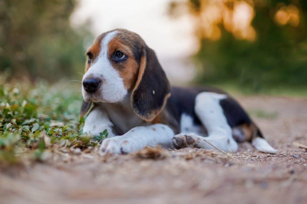 beagle puppy