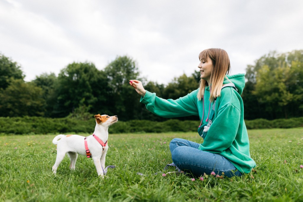 A Jack Russell Terrier in a red harness looks up at the hand of a young woman who is sitting on the grass in front of him. She has on a green hooded sweatshirt and jeans. The two are alone in the field.