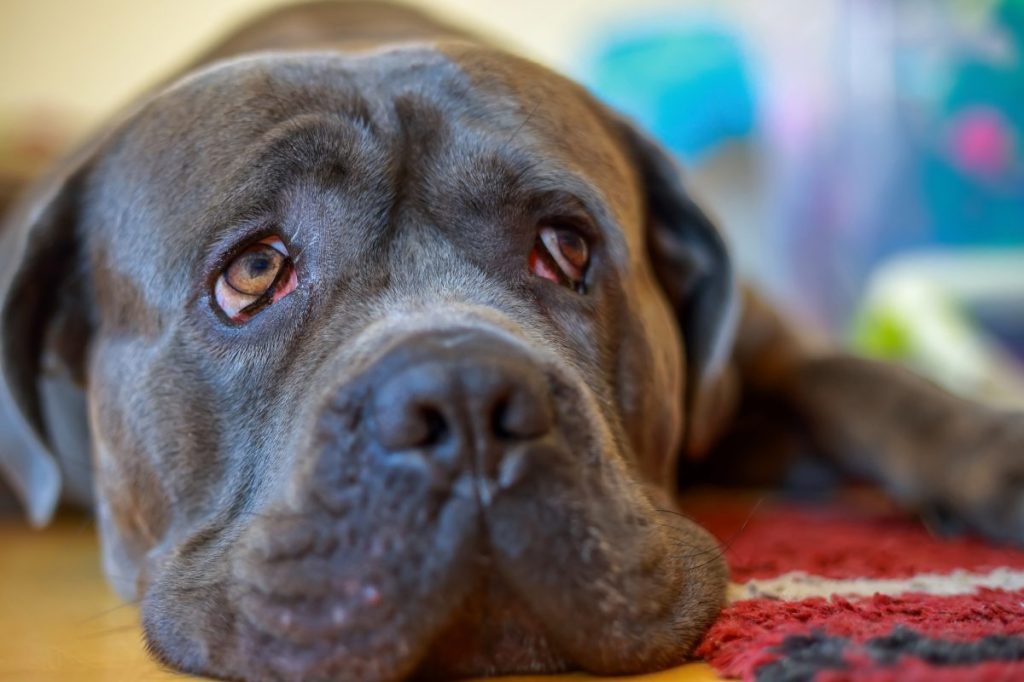 cane corso funny