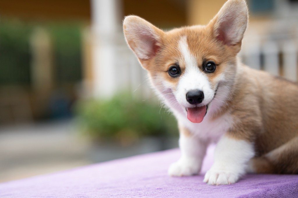 Corgi puppy smiling.