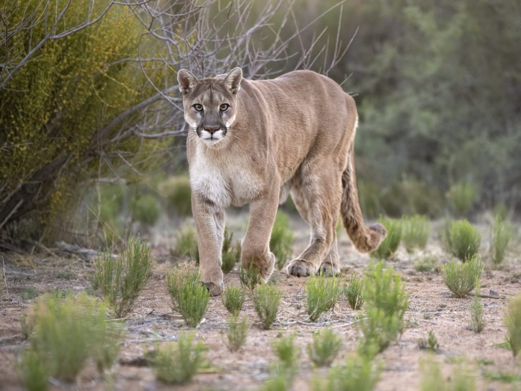 Mountain lion roaming the desert, stalking prey.