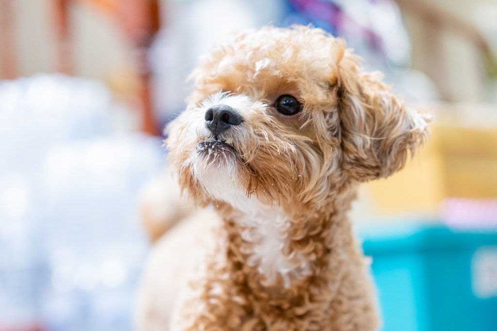 Maltipoo, a Maltese Poodle mix, looking up