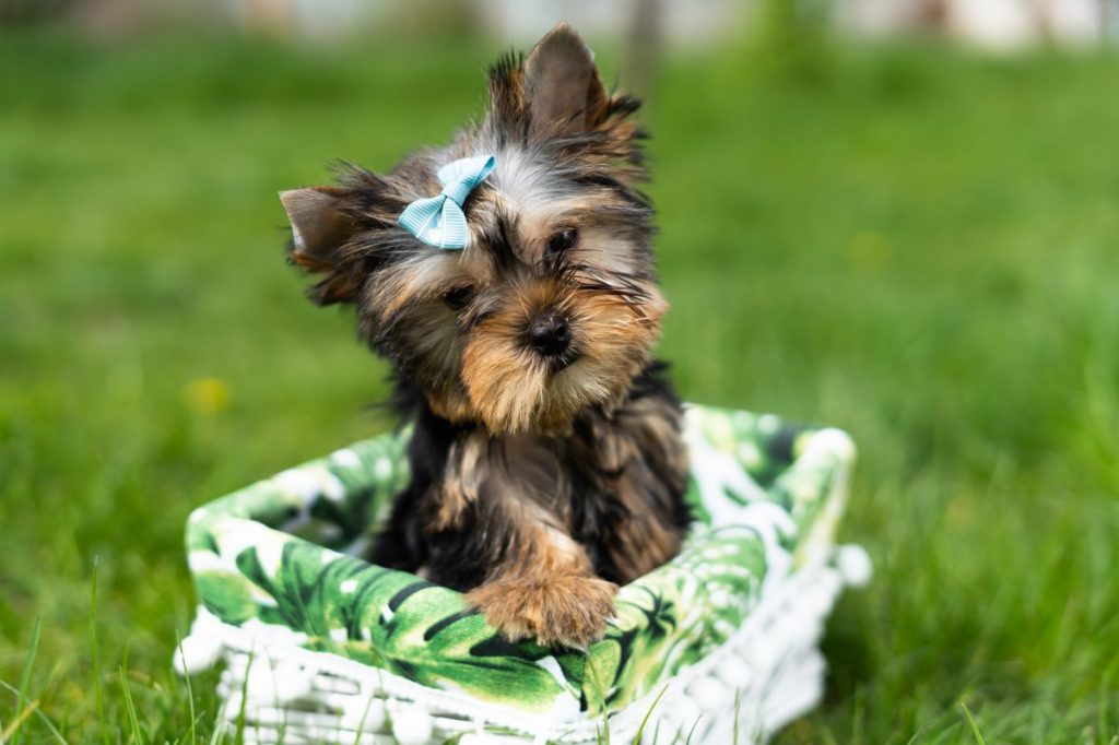 Yorkshire Terrier, Yorkie, puppy in a basket on a lawn.