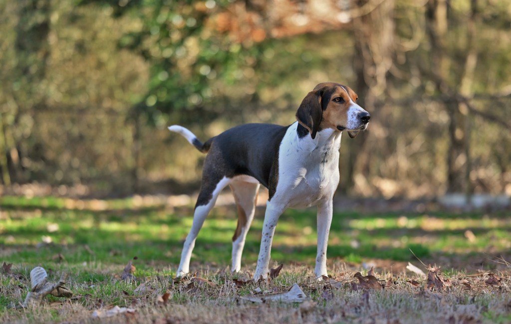 Treeing Walker Coonhound standing in backyard