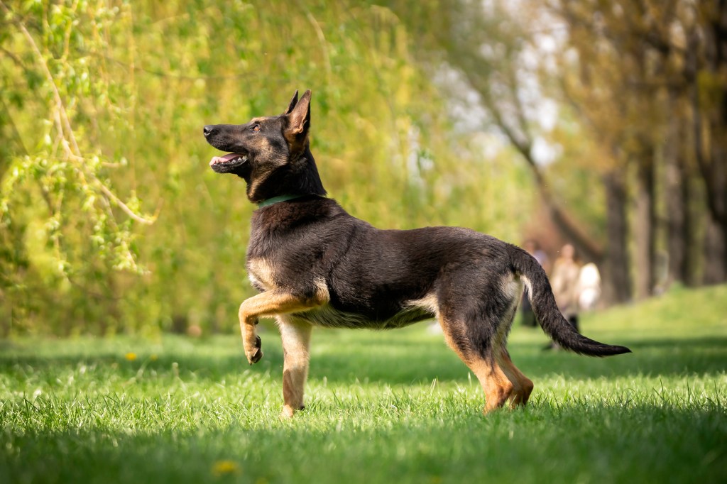 Belgian Malinois standing outdoors on grass