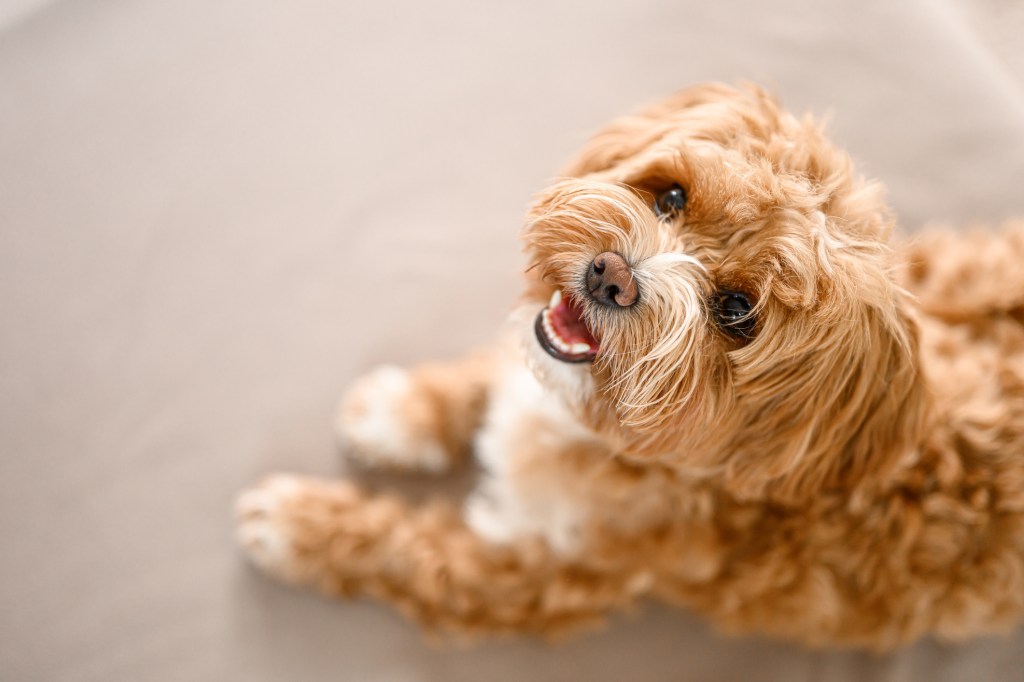 Maltipoo puppy staring up at camera