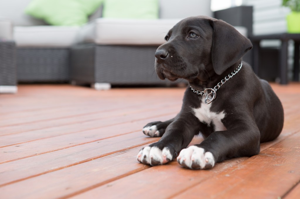 Black Dane puppy on deck