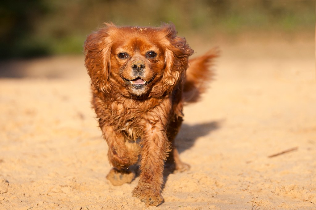 Cavalier King Charles Spaniel running