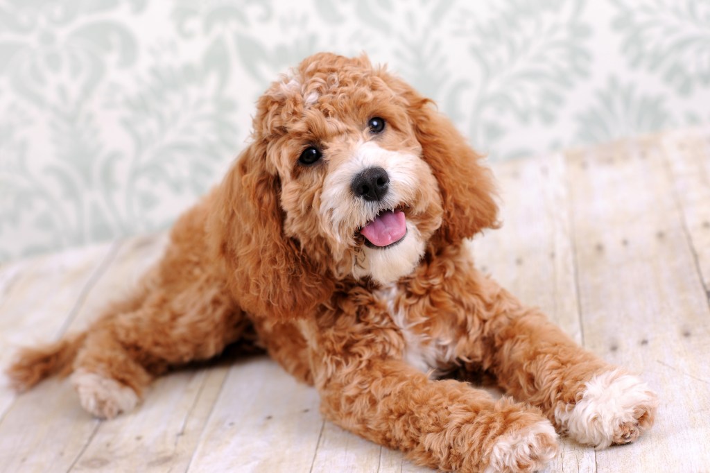 Cockapoo Dog, a charming Poodle mix, Laying on floor