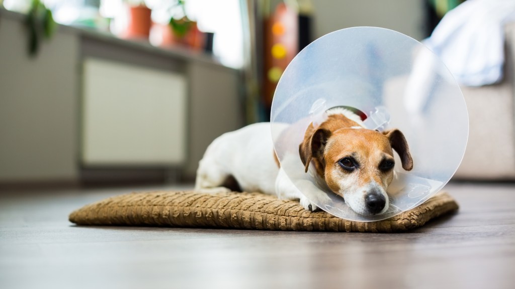 Jack Russell Terrier dog lying on a bed after neuter surgery with vet Elizabethan collar around neck