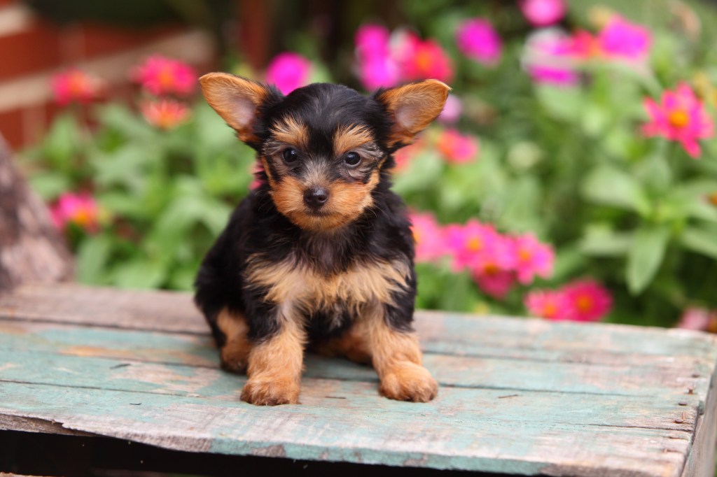 Yorkshire Terrier Yorkie puppy