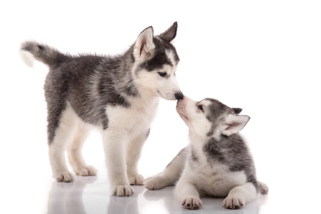 Siberian Husky puppies