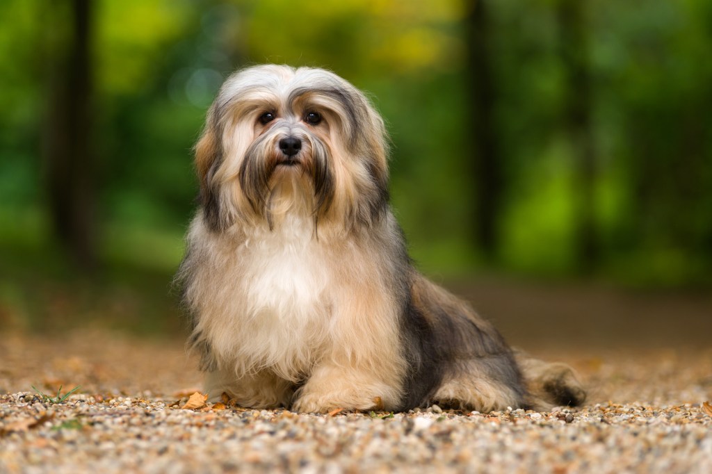 Beautiful young havanese dog sitting on a gravel forest road