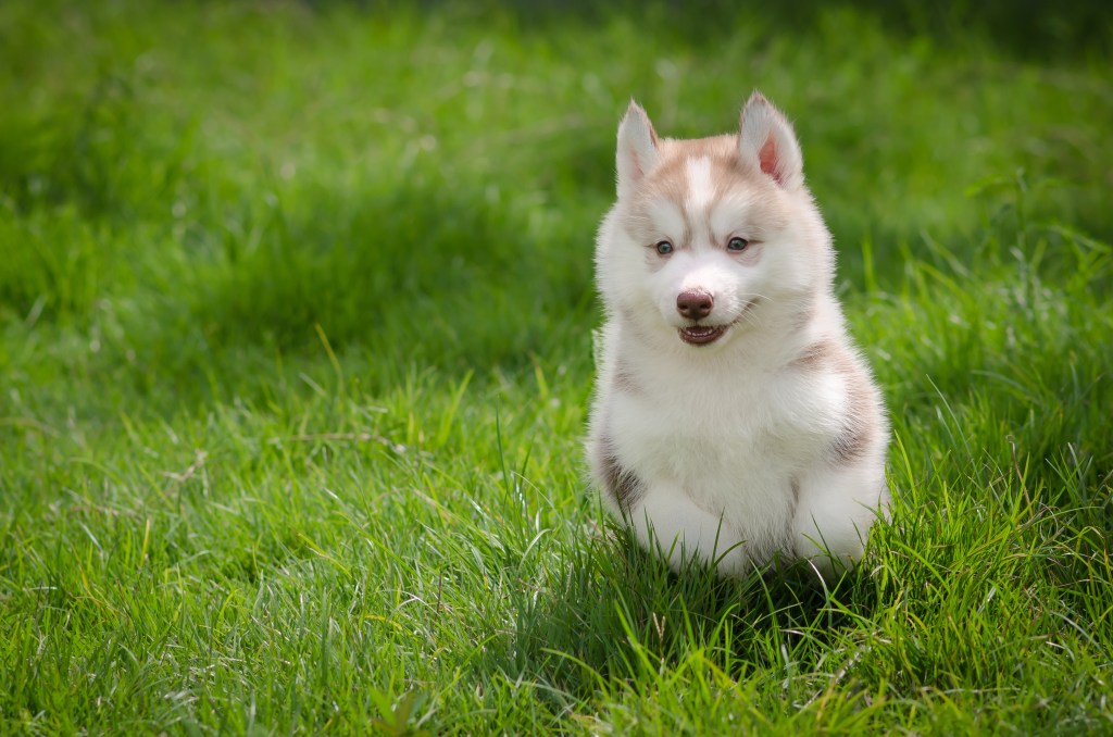 Siberian Husky running through grass