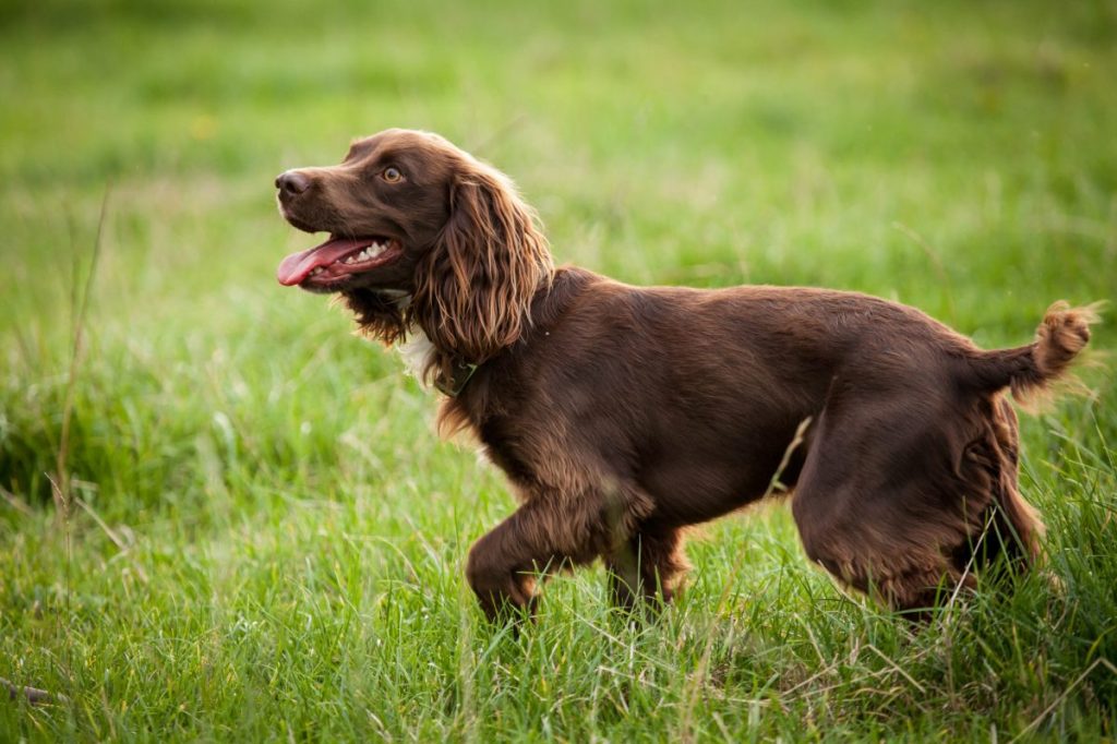 Boykin Spaniel male dog