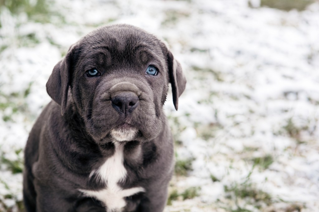 Cane corso puppy