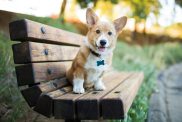 Corgi puppy sitting on bench.