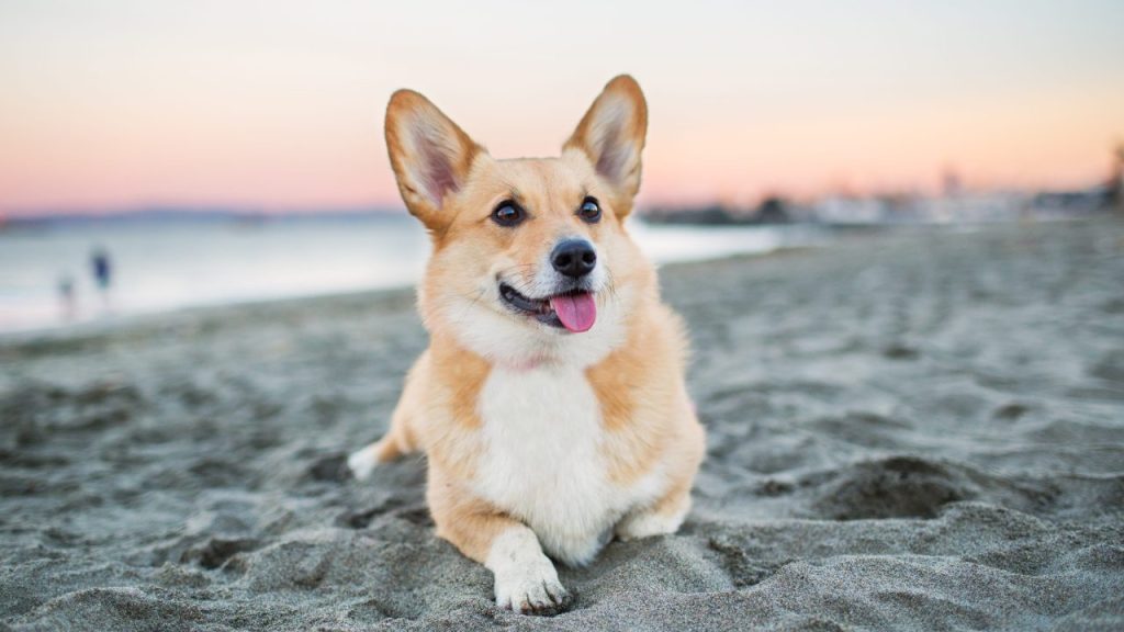 A Pembroke Welsh Corgi relaxing on a beach.