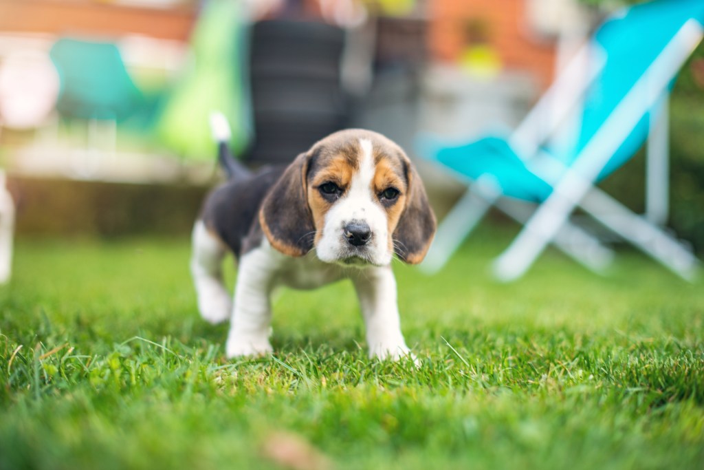 Beagle puppy playing in grass yard