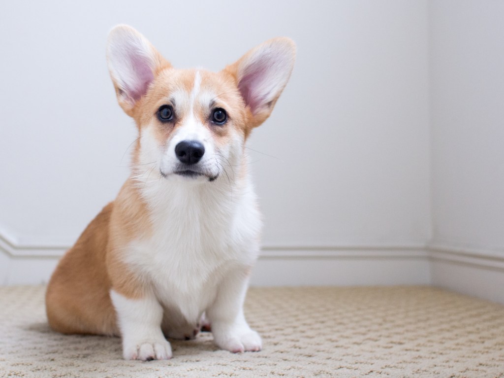 Corgi puppy on carpet