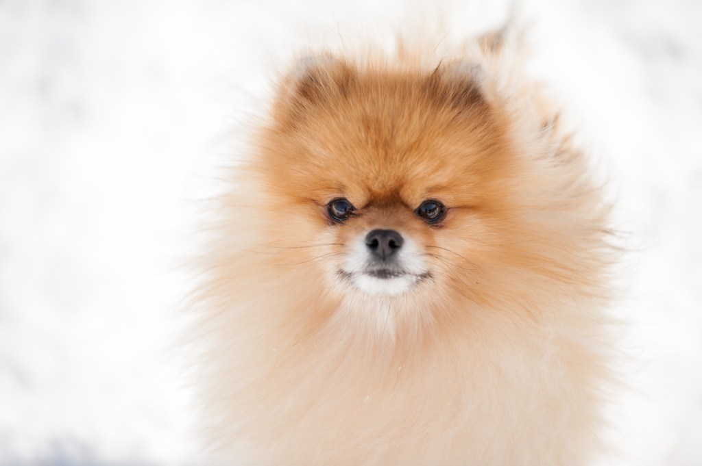 Beautiful fluffy Pomeranian walking in the park on a sunny day.