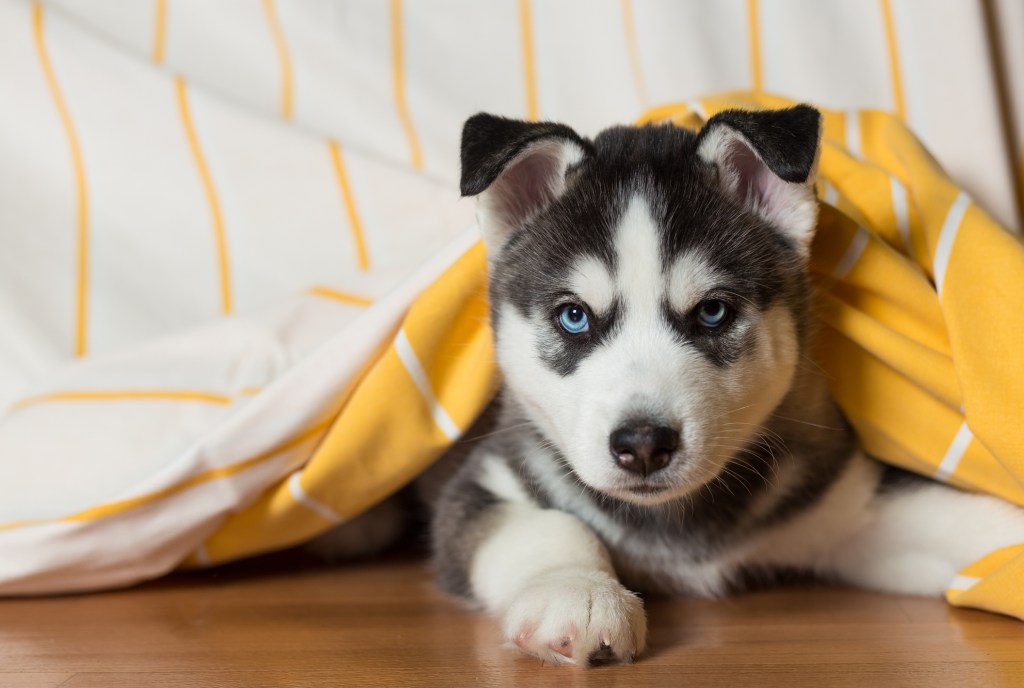 Siberian Husky puppy