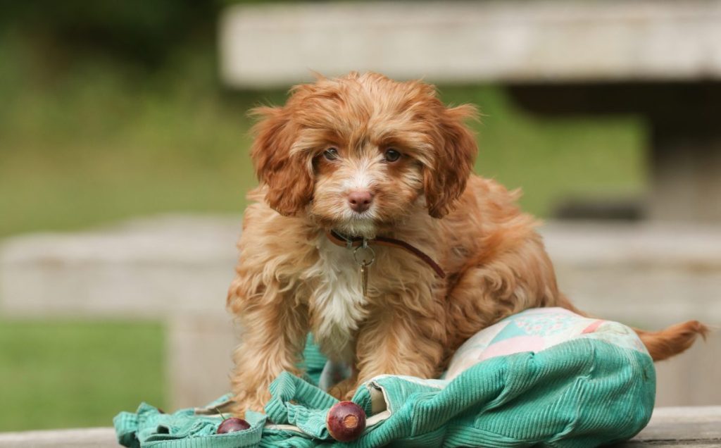 cute Cavapoo puppy