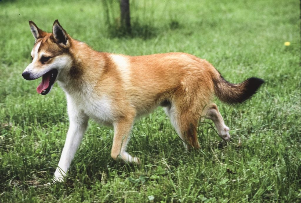 Norwegian lundehund in grass