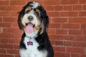 Black, tan, and white Bernedoodle sitting in front of a brick wall.